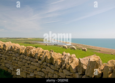 In der Nähe der South West Coast Path in der Nähe von Abbotsbury, Dorset, Blick nach Osten in Richtung Chesil Beach und der entfernte Isle of Portland Stockfoto