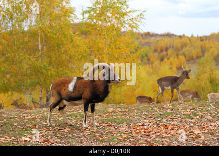 großer Mufflon männlich und eine Herde Damhirsche in einem Jagd-Gehäuse Stockfoto