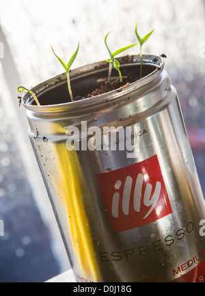 Kleine Chili / Chili Pflanzen wachsen in einer gebrauchten Kaffee Blechdose auf Fensterbank mit Morgenlicht, das durch die Fensterscheiben. Stockfoto