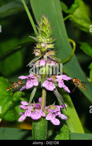 Zwei Marmelade Schwebfliegen (Episyrphus Balteatus) ernähren sich von Marsh Woundwort (Niederwendischen Palustris) bei Wicken Fen, Cambridgeshire. Stockfoto