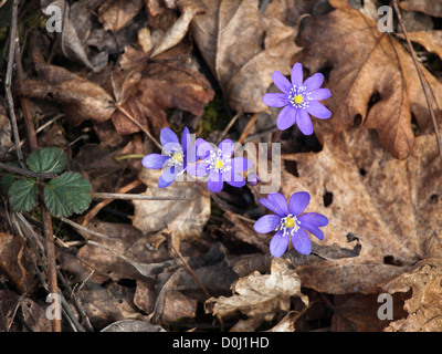 Anemone Hepatica, Lebermoos oder Wassernabelkraut, verlässt ein Wunder des Frühlings unter Toten in Oslo Norwegen Stockfoto