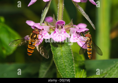 Zwei Marmelade Schwebfliegen (Episyrphus Balteatus) ernähren sich von Marsh Woundwort (Niederwendischen Palustris) bei Wicken Fen, Cambridgeshire. Stockfoto