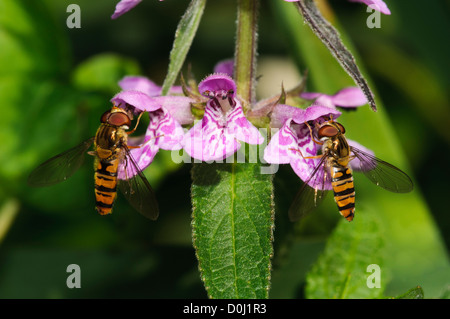 Zwei Marmelade Schwebfliegen (Episyrphus Balteatus) ernähren sich von Marsh Woundwort (Niederwendischen Palustris) bei Wicken Fen, Cambridgeshire. Stockfoto