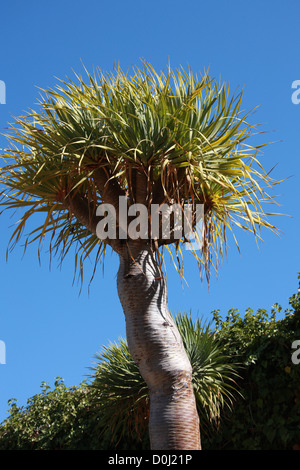 Kanarischen Drachenbaum, Dracaena Draco, Asparagaceae. Parque del Drago, Icod de Los Vinos, Teneriffa, Kanarische Inseln. Stockfoto