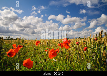 Gemeinsamen Mohn (Papaver Rhoeas) blüht in einem Maisfeld bei Wicken Fen, Cambridgeshire. Juli. Stockfoto