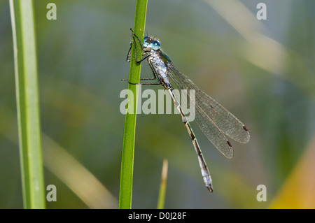 Eine Erwachsene männliche knappe Emerald Damselfly (Lestes Dryas) festhalten an einer Stimmzunge in Hadleigh Country Park, Essex. Juli. Stockfoto