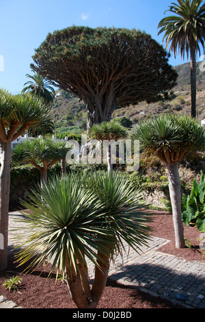 Der Millennium Kanarischen Drachenbaum im Parque del Drago (Drache Park), Icod de Los Vinos, Teneriffa, Kanarische Inseln. Stockfoto