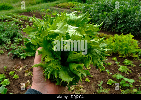 Batavia Salat, Sorte: "Königin des Eises" (Lactuca Sativa), in einer Hand. Stockfoto