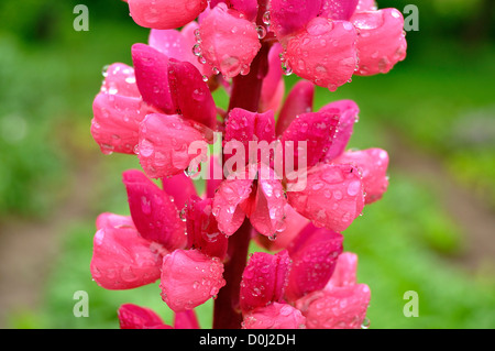 Inforescence Hybrid Lupine (Lupinus Polyphyllus), in vollen Schuss, im Juni. Stockfoto