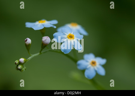 kleine blaue Blume (Myosotis Arvensis) auf Wiese Stockfoto