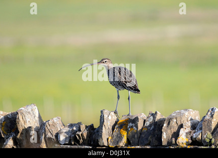 Eine eurasische Brachvogel (Numenius Arquata) steht auf einer Trockensteinmauer durch eine Heu-Feld. Mainland, Orkney, Schottland, Großbritannien. Stockfoto