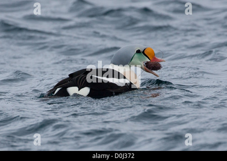 Drake König Eider Essen ein Seeigel, Varanger Finnmark-Norwegen Stockfoto