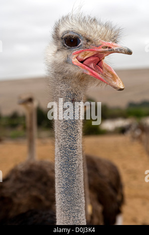 Porträt von ein Geschrei afrikanischen Strauß (Struthio Camelus) mit geöffneten Beck, Südafrika Stockfoto