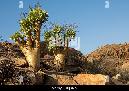 Botterboom oder Butter Baum (Tylecodon Paniculatus) im Lebensraum, Richtersveld, Südafrika Stockfoto