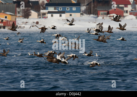 Drake König Eiderenten mit gemeinsamen Eiderente Somateria Mollissima Varanger Finnmark Stockfoto