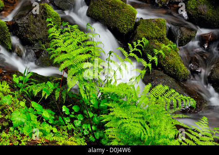 Wakeena fällt-Farne und Frühling Vegetation in der Nähe von Bach unten fällt, Columbia Gorge National Scenic Area, Oregon, USA Stockfoto