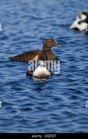 Erster Sommer Drake König Eider, Shetland, Schottland, UK mit weiblichen gemeinsame Eider gemeinsame Eiderente Somateria mollissima Stockfoto