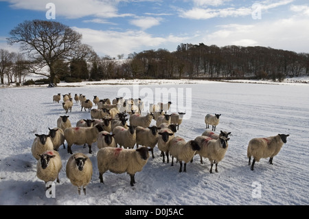 Schafe, die darauf warten, an einem kalten Wintern Morgen im Wye Valley gefüttert werden. Stockfoto