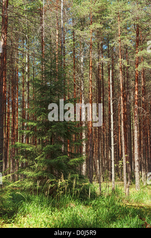 Einsame Tanne im Pinienwald. Stockfoto