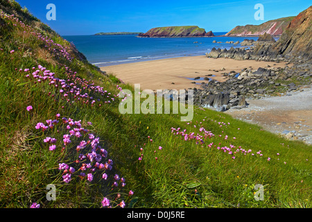 Sparsamkeit auf den Klippen oberhalb Marloes Sand wachsen. Stockfoto