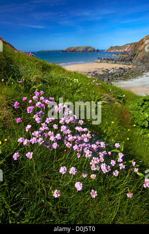 Sparsamkeit auf den Klippen oberhalb Marloes Sand wachsen. Stockfoto