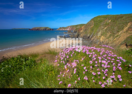 Sparsamkeit auf den Klippen oberhalb Marloes Sand wachsen. Stockfoto