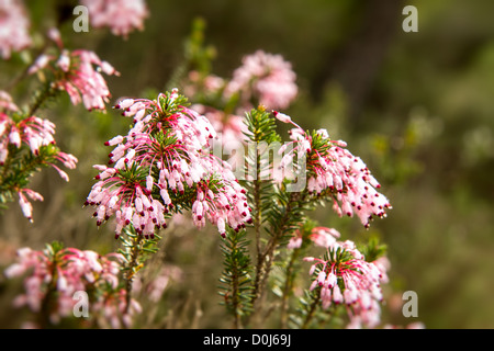 Schöne Wildblumen auf der mediterranen Wald Stockfoto