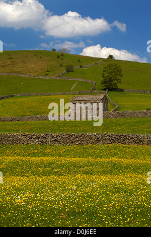 Eine steinerne Scheune und Trockensteinmauern in den Hahnenfuß Wiesen von Swaledale. Stockfoto