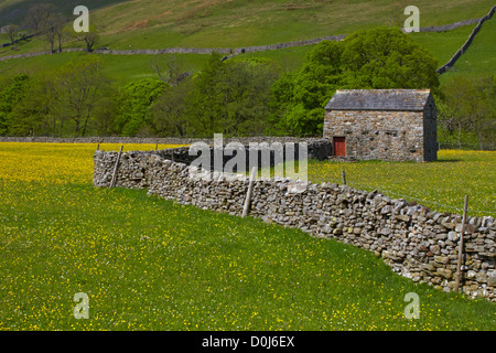 Eine steinerne Scheune und Trockensteinmauern in den Hahnenfuß Wiesen von Swaledale. Stockfoto