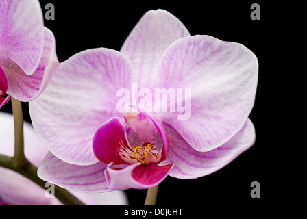 Orchis Blume Closeup auf schwarz Stockfoto