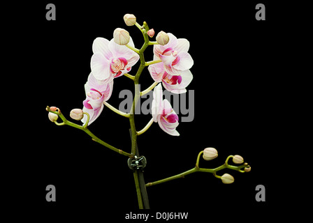 Orchis auf schwarz Stockfoto