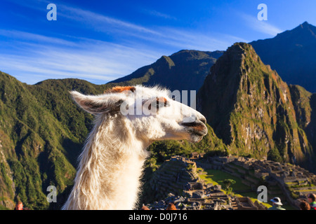 Lamas in archäologische Stätte Machu Picchu, Cuzco Provinz, Peru Stockfoto