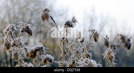 Frost bedeckten getrockneten Distel Köpfe im Spätherbst / Anfang Winter Stockfoto