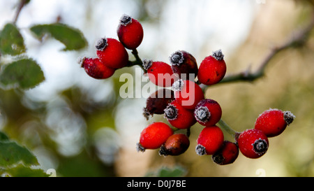 Rote Hagebutten berührt mit Frost im Spätherbst / Anfang Winter Stockfoto