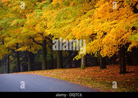 Herbst Straße mit Herbst Ahornbäume Anzeige bunte Laub. Toronto, Kanada. Stockfoto