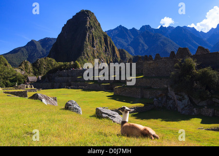 Lamas in archäologische Stätte Machu Picchu, Cuzco Provinz, Peru Stockfoto