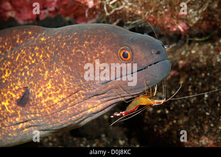 Yellowmargin Moray, Aal, Gymnothorax flavimarginatus mit einem Hump-Back, weiß gebändert oder Ambon Putzergarnelen, Lysmata amboinensis Stockfoto