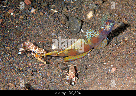 Breitblättriger Shrimpgoby, Amblyeleotris latifasciata und zwei Commensal Alpheid-Garnelen, Alpheus bellulus. Tulamben, Bali, Indonesien Stockfoto