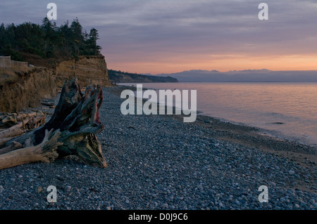 Eine große Treibholz Baumwurzel beruht auf der Küste von Mutiny Bay (Puget Sound) bei Sonnenuntergang auf Whidbey Island, Washington State, USA. Stockfoto