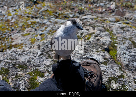 Grau-Jay (Perisoreus Canadensis) thront auf einem Schuh in der Hoffnung auf Nahrung am Forbidden Plateau, Strathcona Park, BC, Kanada im September Stockfoto