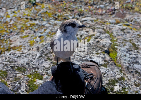 Grau-Jay (Perisoreus Canadensis) thront auf einem Schuh in der Hoffnung auf Nahrung am Forbidden Plateau, Strathcona Park, BC, Kanada im September Stockfoto