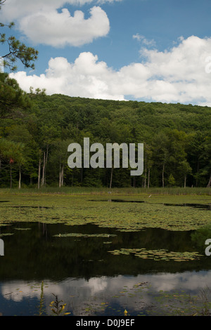 Ein kleiner Teich ist bedeckt mit Seerosen, befindet sich in Stockbridge, Massachusetts, mit Beartown Berg im Hintergrund. Stockfoto