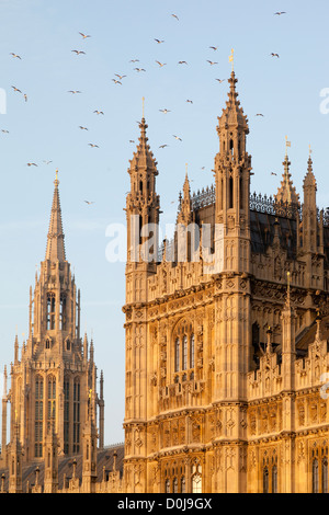 Herde von Möwen über dem Palace of Westminster an einem frühen Frühlingsmorgen. Stockfoto