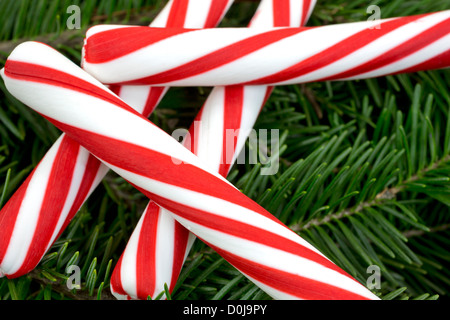 Eine Nahaufnahme von mehreren Stücken von roten und weißen Peppermint Candy sticks auf frische Kiefer Äste. Stockfoto