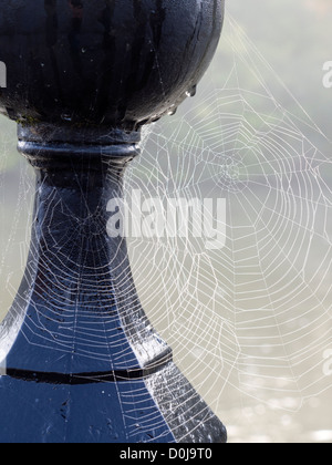 Ein Spinnennetz auf Saint Helens Wharf in Abingdon-on-Thames. Stockfoto