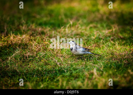 Vogel, Bachstelze, Motacilla Alba, M. A. Leucopsis auf dem grünen Rasen Stockfoto