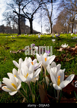 Krokusse blühen im zeitigen Frühjahr im Hyde Park in London. Stockfoto