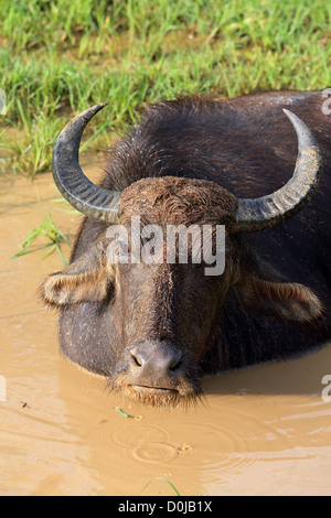 Wasserbüffel, Baden in einem Wasserloch im Yala Nationalpark in Sri Lanka Stockfoto