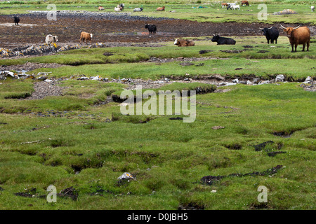 Rinder grasen auf der Isle Of Skye. Stockfoto