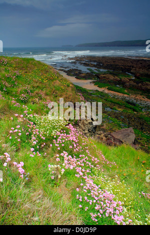 Ein Blick über Fresh Water Bay an der Südküste von Pembrokeshire Nationalpark in Wales. Stockfoto